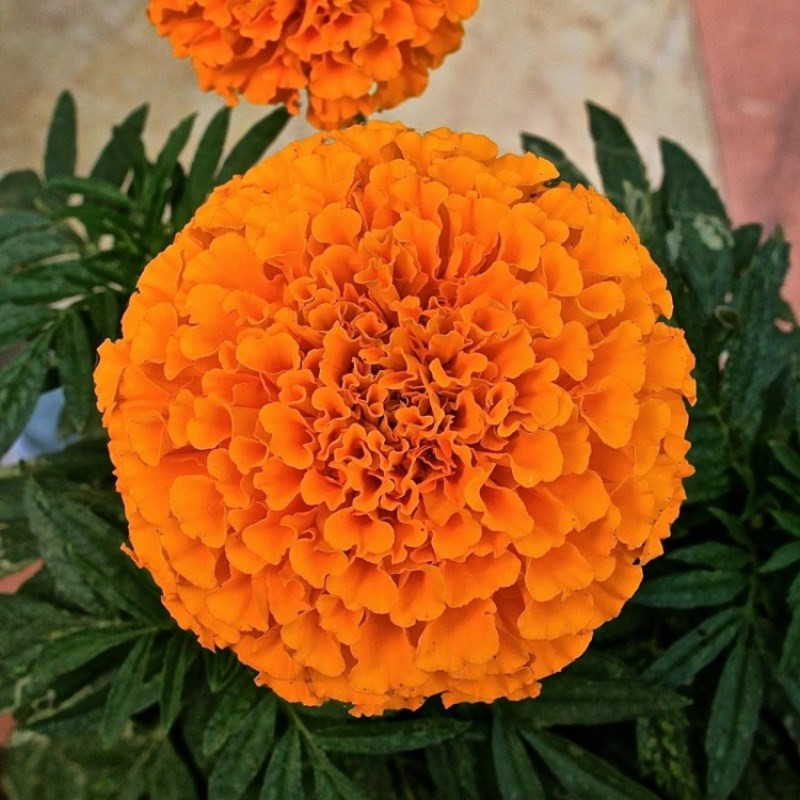 Тагетес цветок фото
