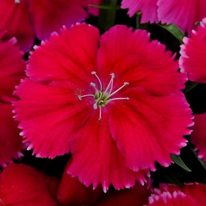 Dianthus chinensis гвоздика китайская