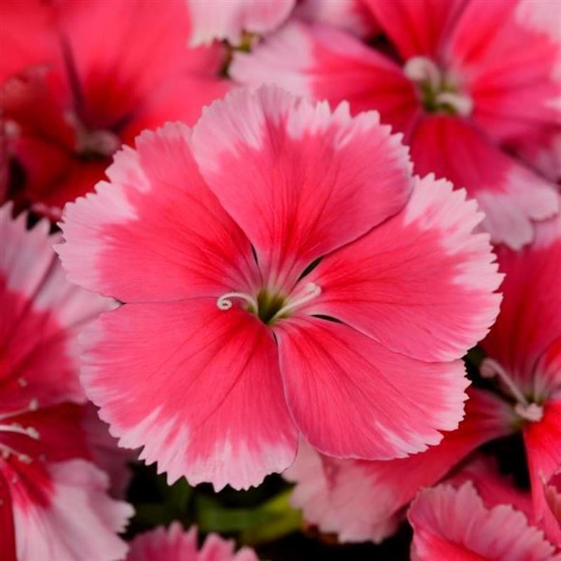 Dianthus chinensis гвоздика китайская