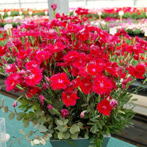 Гвоздика гибридная махровая Elegance Red