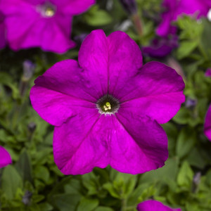 Петуния гибридная крупноцветковая Tritunia Violet