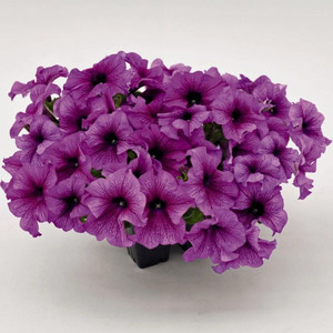 Петуния гибридная крупноцветковая SUCCESS!™ 360° Purple Vein
