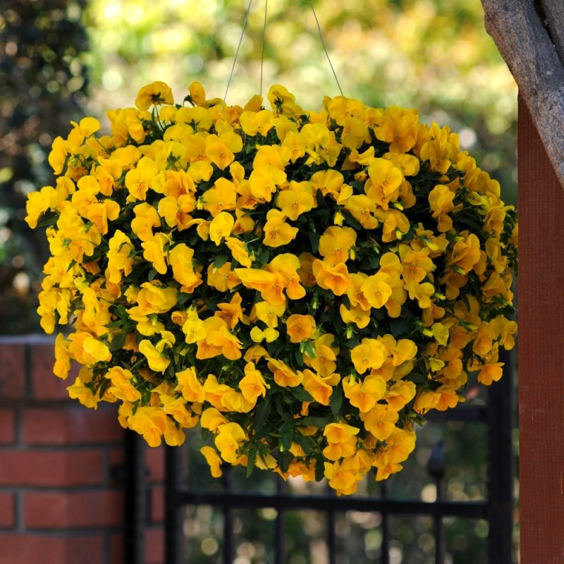 Желтые ампельные цветы для кашпо фото и названия