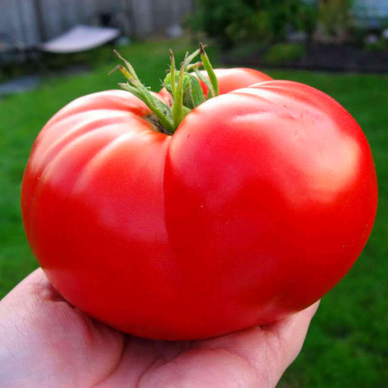 семена томат розовый гигант
