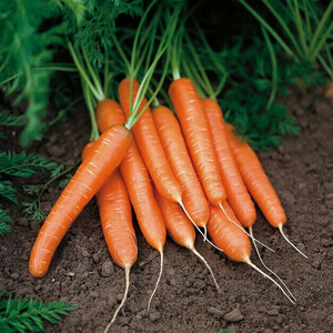 Морковь МЕДОВАЯ СКАЗКА (2 гр)