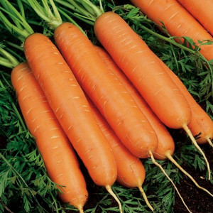 Морковь ЮКОН F1 (150 шт)